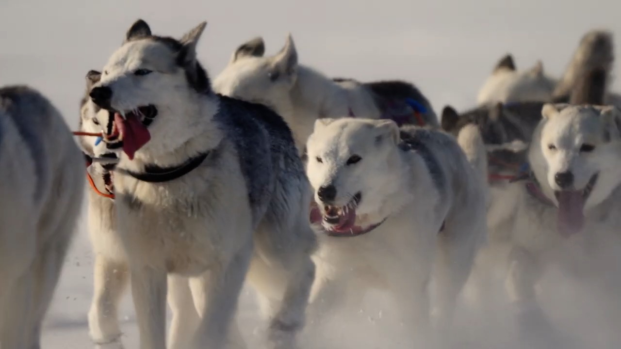 Путешествие на Камчатку со «Снежными псами»